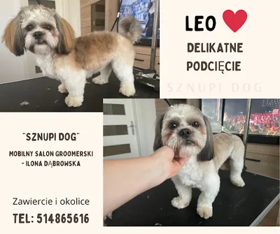"Sznupi Dog" Salon dla psów - Ilona Dąbrowska
